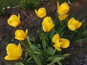 IMG_20250516_184610.jpg
