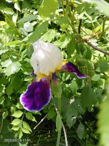IMG_20250518_114147_990.jpg