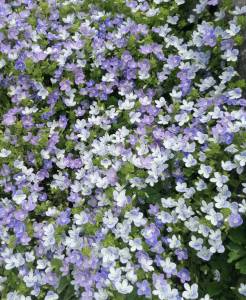 IMG_20250518_173824.jpg