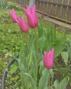 IMG_20250519_103032.thumb.jpg.14e6d70540ac2f0bd40cd913dce9b15f.jpg