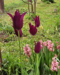 IMG_20250519_105733.thumb.jpg.5c001d1f630b798bee11b781fdca9259.jpg