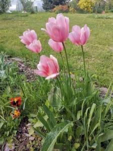 IMG_20250520_162202.jpg