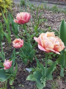 IMG_20250520_162335.jpg