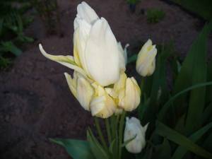 IMG_20250522_194609.thumb.jpg.64212c883a6a40e8469b32f3a995c68b.jpg
