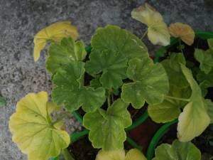 IMG_20250526_124215.jpg