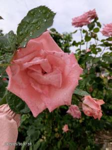 IMG_20250530_175936_610.jpg