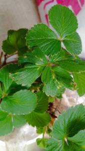 IMG_20250531_095531.jpg