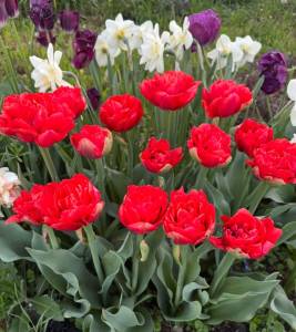 IMG_2662.jpeg