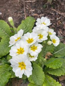 IMG_3337.jpeg