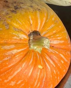 IMG_3417.jpeg