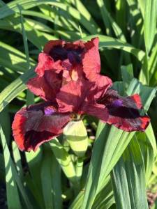 IMG_4320.jpeg