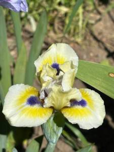 IMG_4459.jpeg