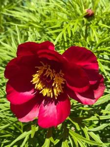 IMG_4461.jpeg