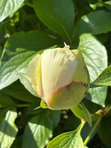 IMG_4468.jpeg