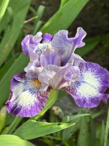 IMG_4556.jpeg