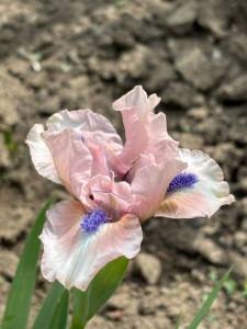 IMG_4562.jpeg