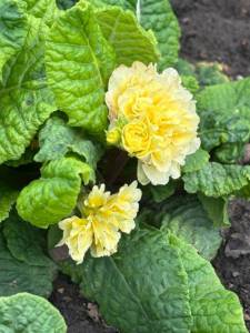 IMG_4607.jpeg