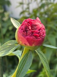 IMG_4681.jpeg