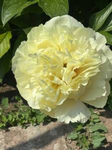 IMG_4691.jpeg