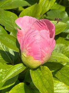 IMG_4693.jpeg