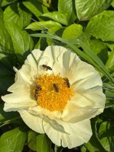 IMG_4694.jpeg