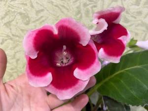 IMG_4905.thumb.jpeg.62bc337c4e0000f82937e8a5e58f7e6e.jpeg