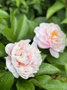 IMG_5018.jpeg