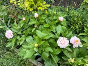 IMG_5019.jpeg