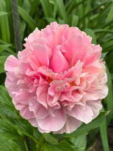 IMG_5023.jpeg
