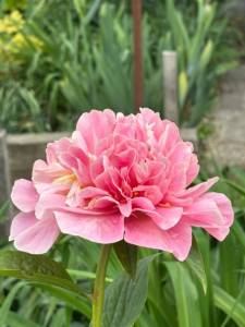 IMG_5024.jpeg