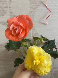 IMG_5139.thumb.jpeg.84b43e6196bfe588b4b60a3a5cc02a47.jpeg
