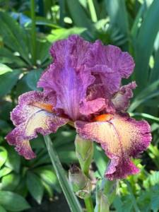 IMG_5194.jpeg