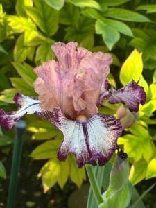IMG_5195.jpeg
