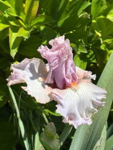IMG_5201.jpeg