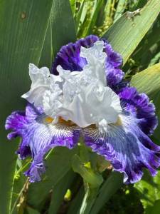 IMG_5209.jpeg