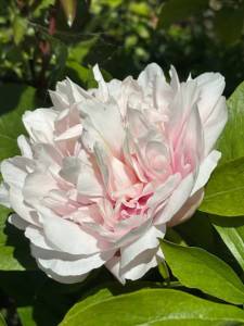 IMG_5219.jpeg