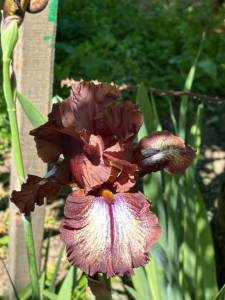 IMG_5220.jpeg