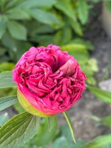 IMG_5223.jpeg