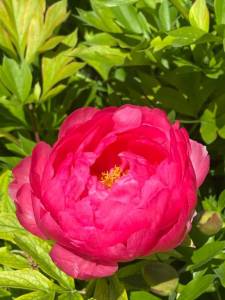IMG_5376.jpeg