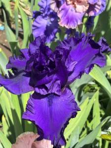 IMG_5378.jpeg