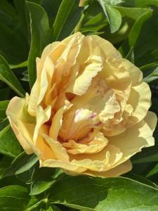 IMG_5380.jpeg