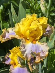 IMG_5385.jpeg