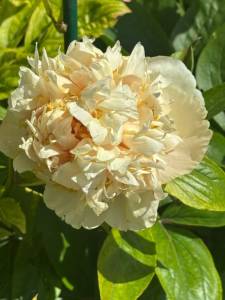 IMG_5387.jpeg