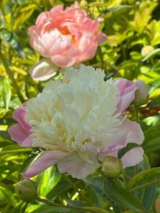 IMG_5389.jpeg