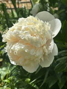 IMG_5393.jpeg