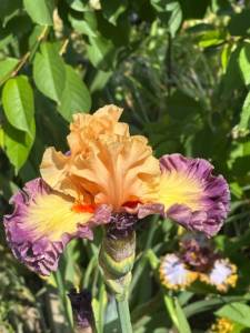 IMG_5402.jpeg