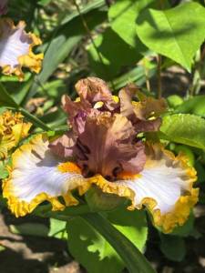 IMG_5403.jpeg