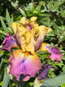 IMG_5408.jpeg