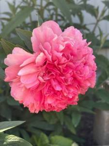 IMG_5413.jpeg