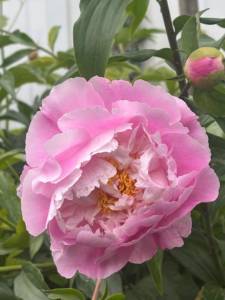IMG_5529.jpeg